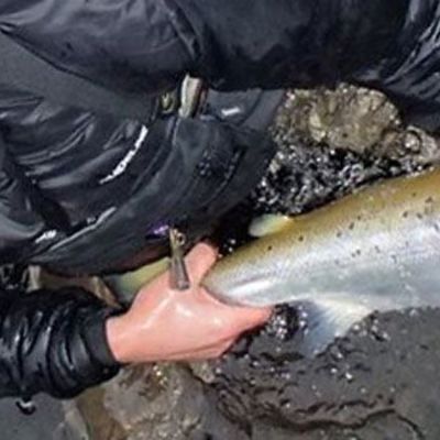 Fly fishing in iceland with a guide