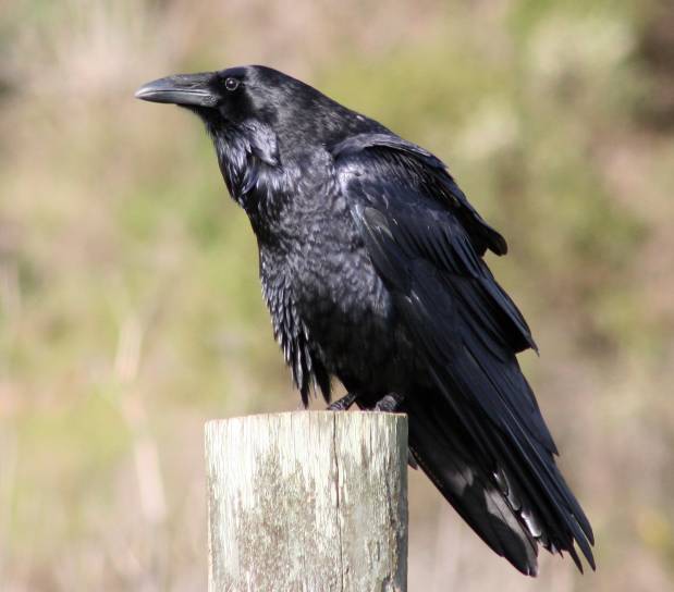 Corvus corax/Common Raven