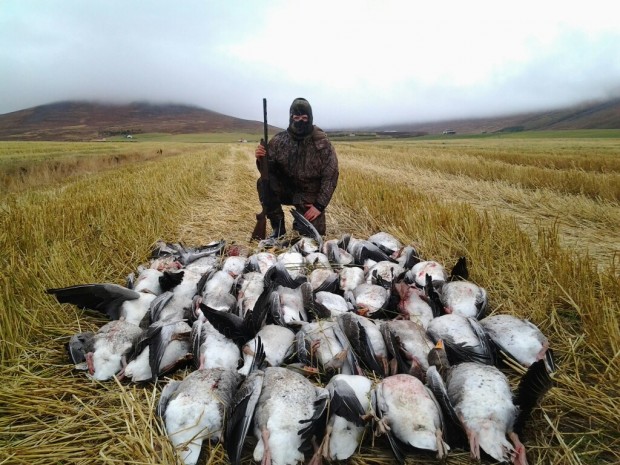 Goose Hunting 2