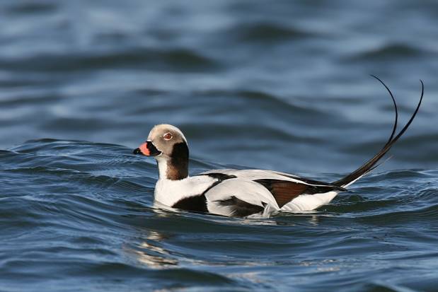 Long-tailed-duck