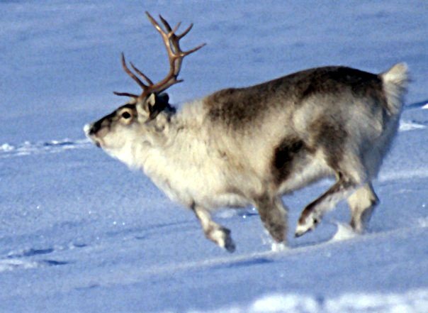 Spitsbergen_reindeer01