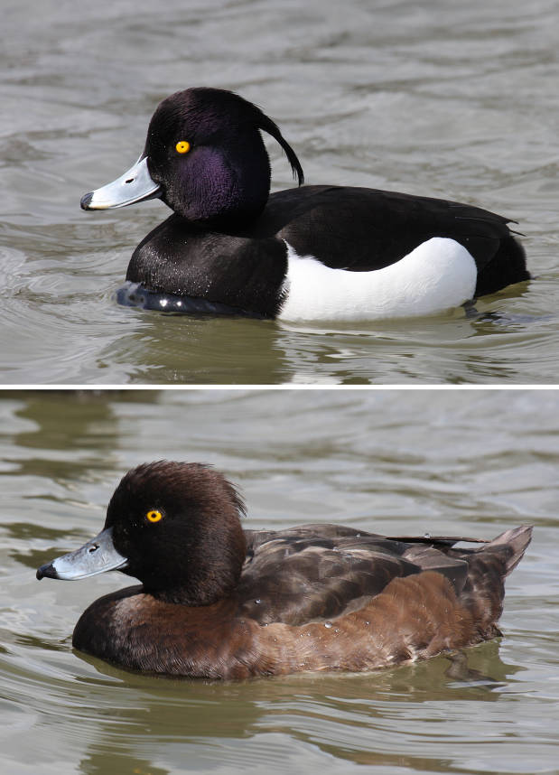 Tufted-Duck-male-female